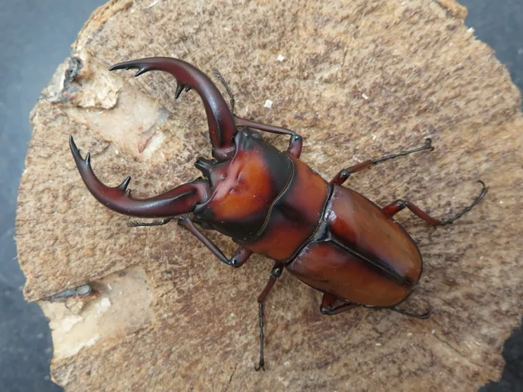 トカラノコギリクワガタ（悪石島）68ミリ