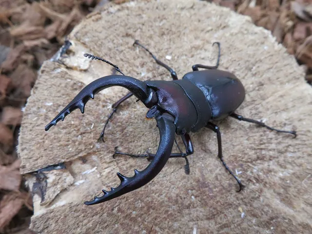 天然ノコギリクワガタ（熊本県産）67ミリ