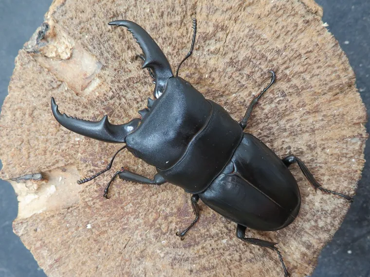 国産ヒラタクワガタ（福岡県福津市産）69ミリペア販売/クワガタ工房 虫吉