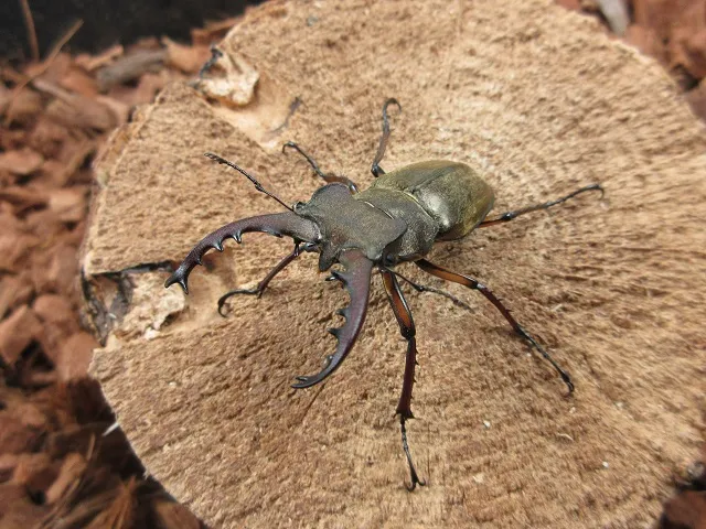 天然ミヤマクワガタ（福岡県英彦山産）53ミリペア販売/クワガタ工房 虫吉