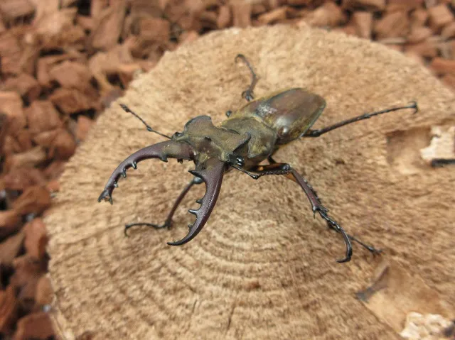 天然ミヤマクワガタ（福岡県英彦山産）58ミリペア販売/クワガタ工房 虫吉