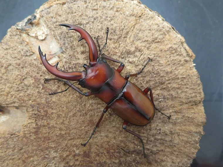 トカラノコギリクワガタ（悪石島）55ミリ