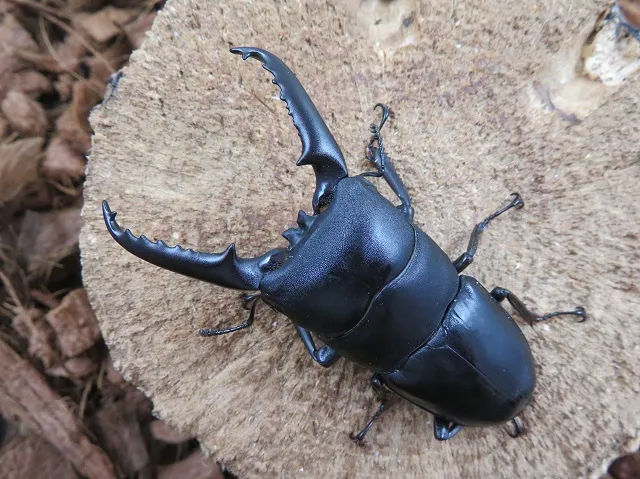 ツシマヒラタクワガタ69ミリ