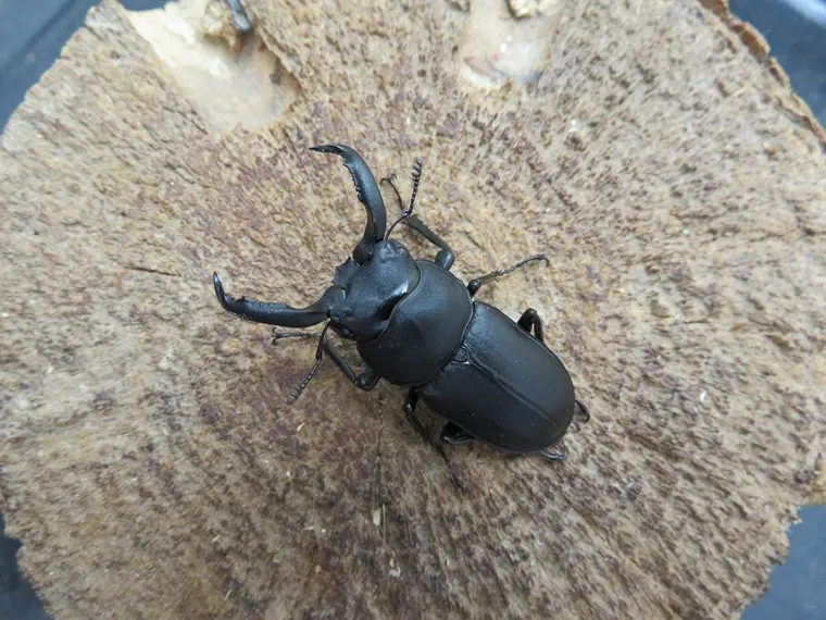 アマミシカクワガタ42ミリペアの販売/クワガタ工房 虫吉