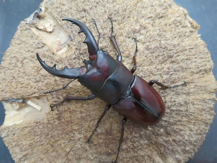 イヘヤノコギリクワガタ59ミリ