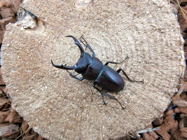 天然ヤクシマコクワガタ40ミリペア販売/クワガタ工房 虫吉