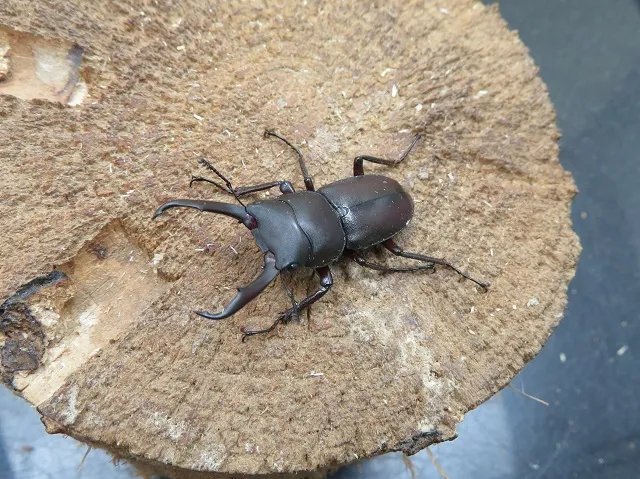 天然ヤクシマコクワガタ38ミリ