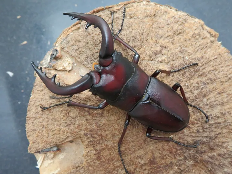 グリコ　ジェットメカ昆虫　クワガタＢ　送料込み グリコ ジェットメカ昆虫 クワガタB 送料込み グリコ ジェット