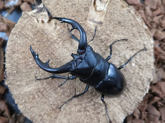 アマミノコギリクワガタ72ミリ