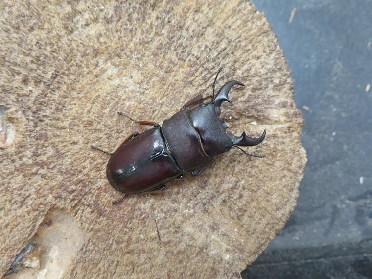 ダイトウヒラタクワガタ（北大東島産）40ミリペア販売/クワガタ工房 虫吉