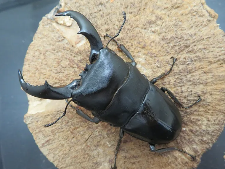 トクノシマヒラタクワガタ73ミリ