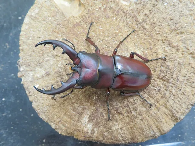 イヘヤノコギリクワガタ60ミリペア販売/クワガタ工房 虫吉