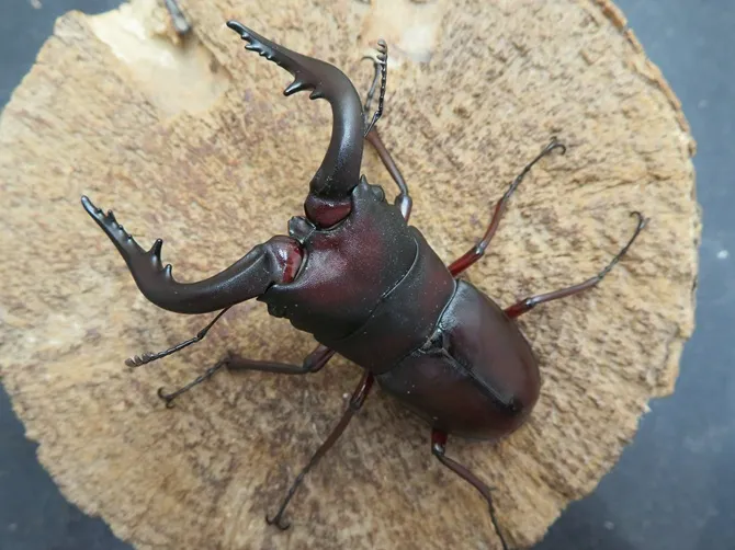 ヤクシマノコギリクワガタ68ミリペア販売/クワガタ工房 虫吉