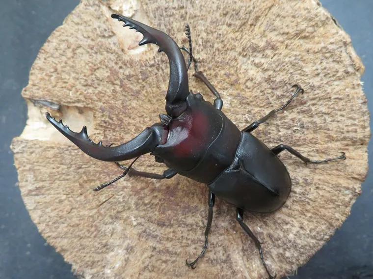 壱岐産ノコギリクワガタ69ミリ