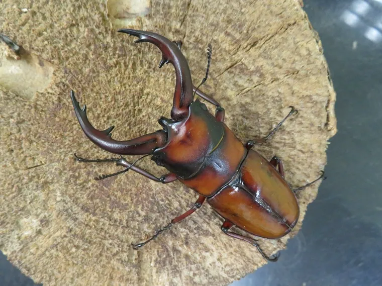 トカラノコギリクワガタ（悪石島）69ミリ