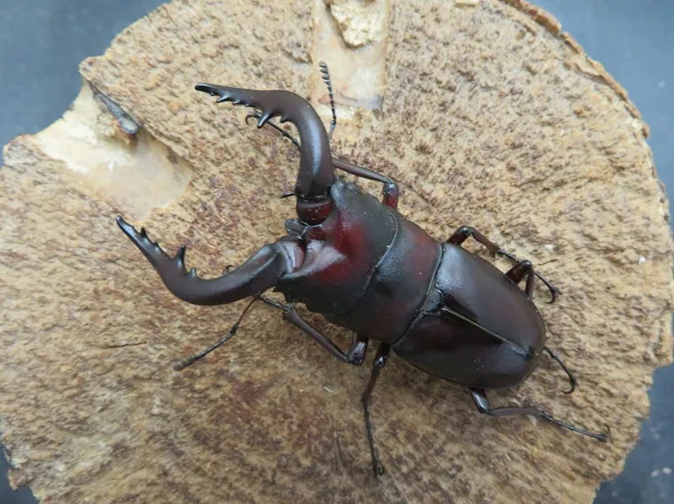 クロシマノコギリ（黒島）63ミリペア クロシマノコギリクワガタ飼育記2022-2023 : ハノンのアトリエ