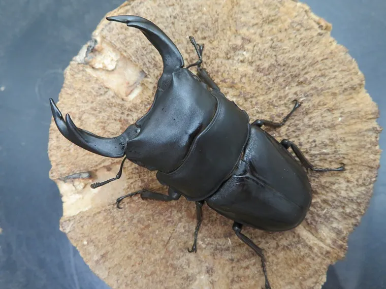 国産オオクワガタ(佐賀県神埼)77ミリ