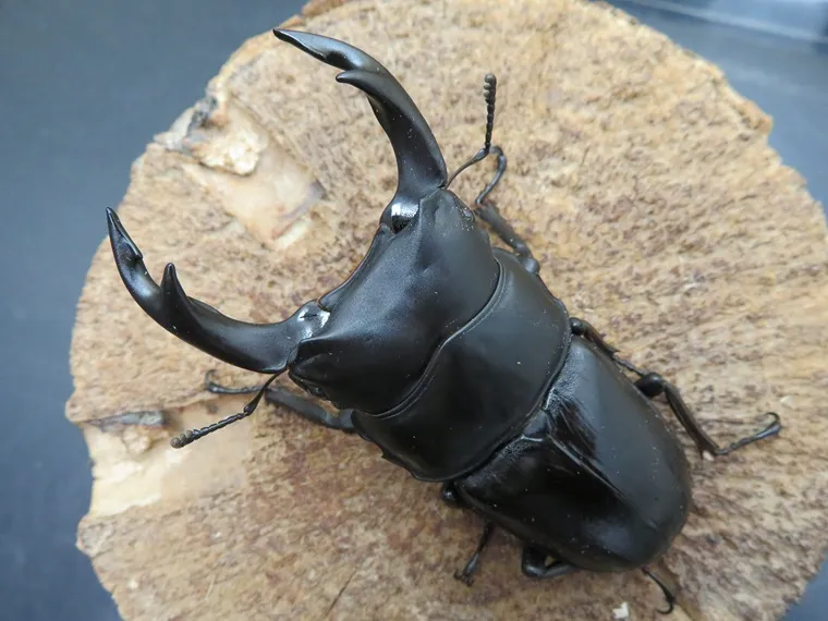 福島県産 野外品オオクワガタ 福島県産 野外品オオクワガタ