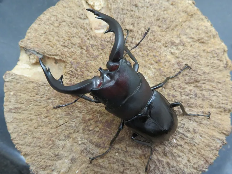 アマミノコギリクワガタ65ミリ