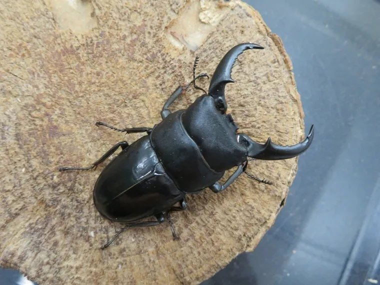 オキナワヒラタクワガタ（久米島産）61ミリ販売/クワガタ工房 虫吉