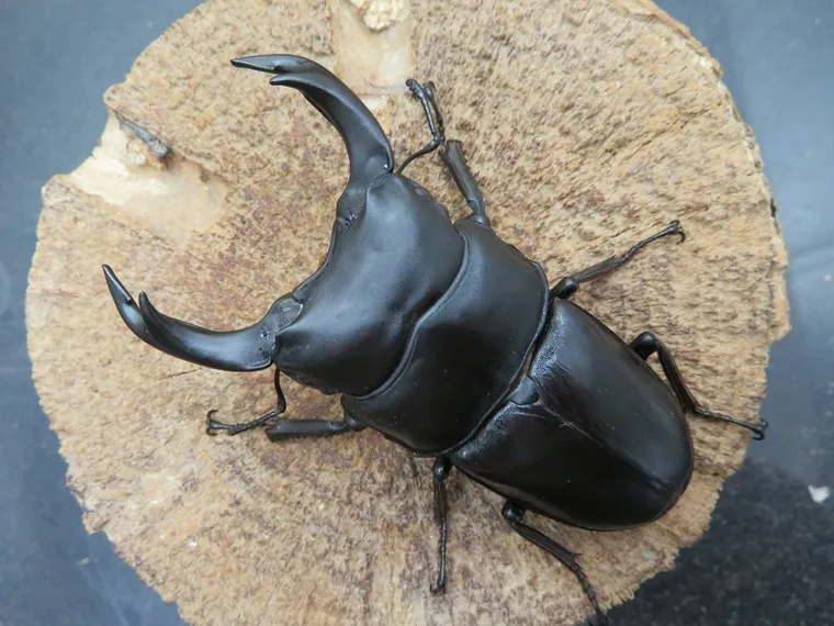 国産オオクワガタ佐賀県神埼産78ミリペア販売/クワガタ工房 虫吉