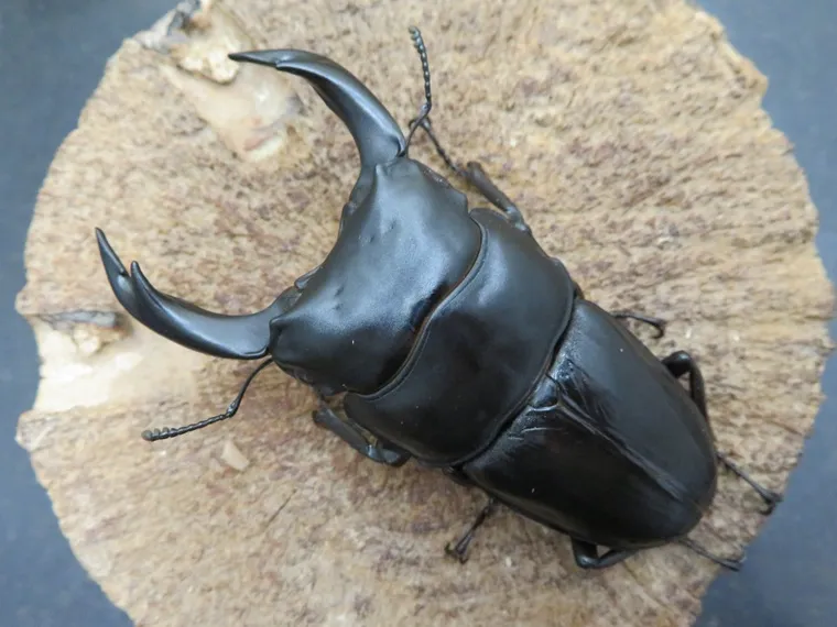 国産オオクワガタ佐賀県千代田77ミリペアの販売/クワガタ工房 虫吉