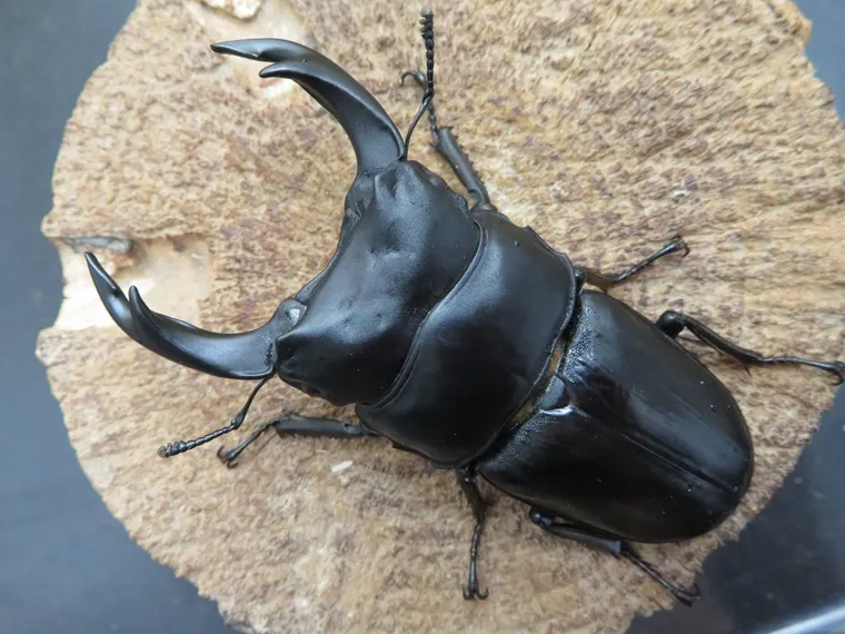 オオクワガタ（久留米産）超特大77ミリペア販売/クワガタ工房 虫吉