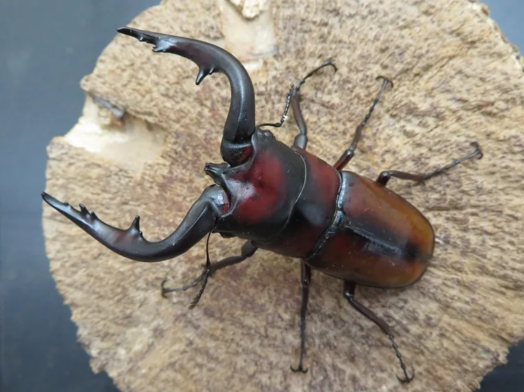 トカラノコギリクワガタ（中之島産）超特大72ミリペア販売/クワガタ