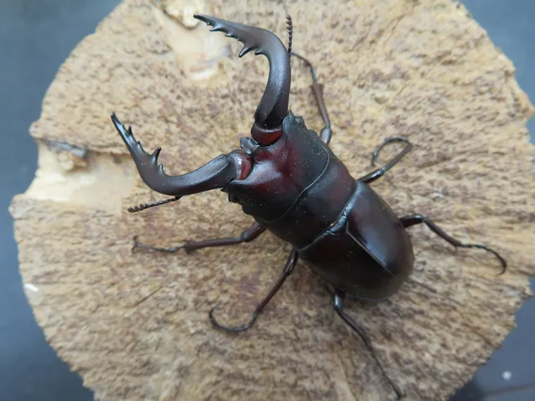 ヤクシマノコギリクワガタ60ミリペア販売/クワガタ工房 虫吉