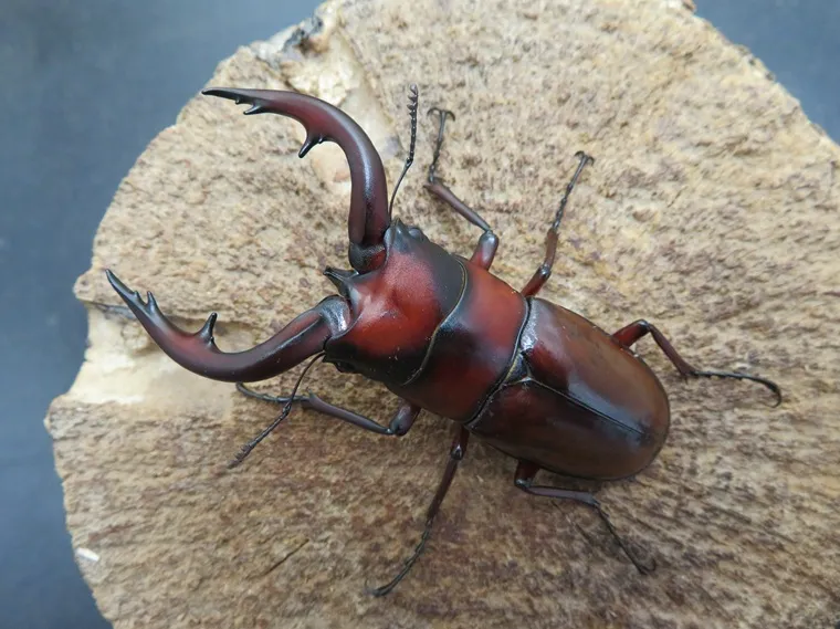 トカラノコギリクワガタ(中之島)65ミリ