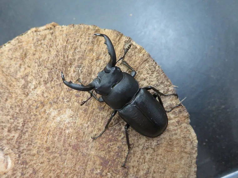 アマミシカクワガタ47ミリペアの販売/クワガタ工房 虫吉