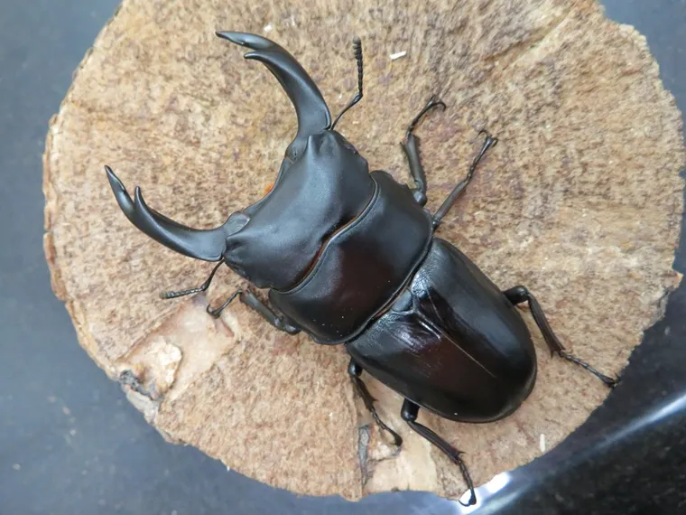 国産オオクワガタ（福岡県久留米産）特大74mmペア販売/クワガタ工房 虫吉