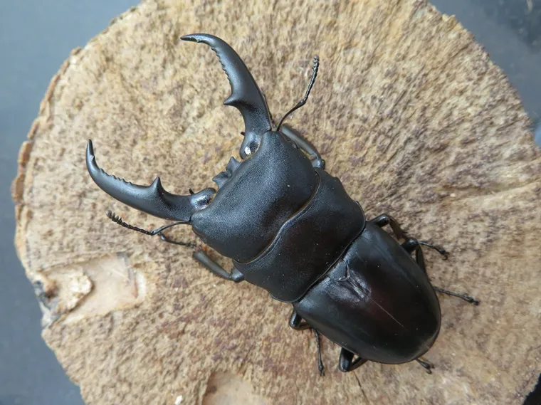 ヒラタクワガタ（屋久島産）63ミリペア販売/クワガタ工房 虫吉