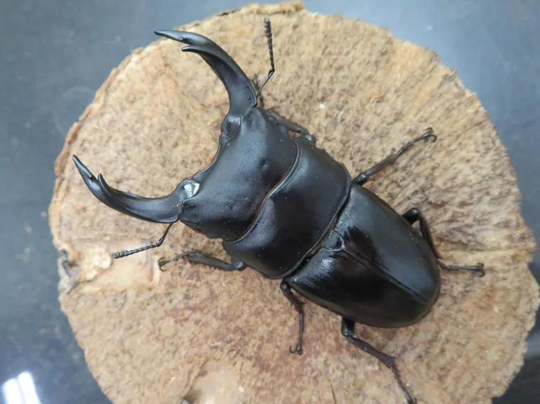 国産オオクワガタ（佐賀県神埼）73ミリ