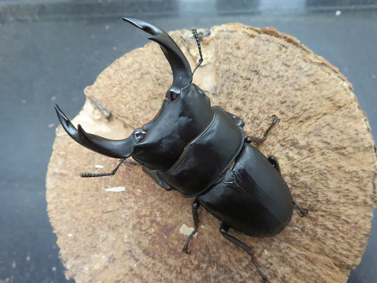 オオクワガタ福岡県城島産71ミリペア販売/クワガタ工房 虫吉