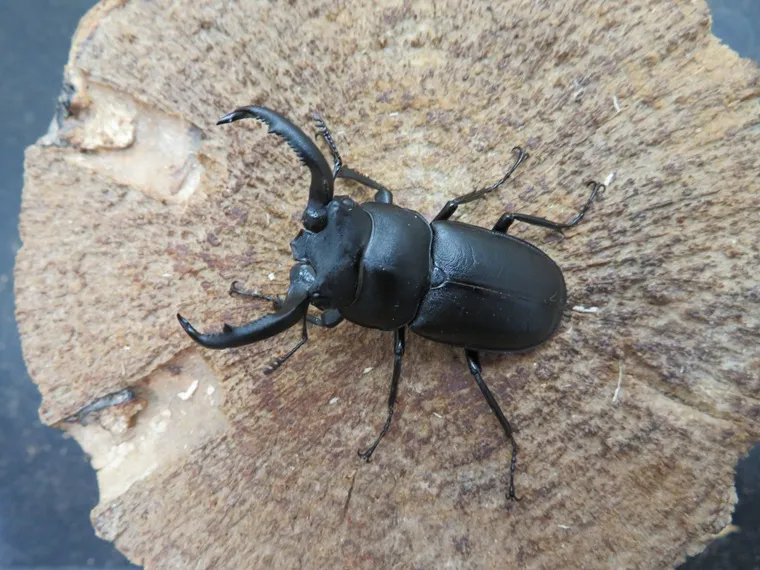 アマミシカクワガタ46ミリ
