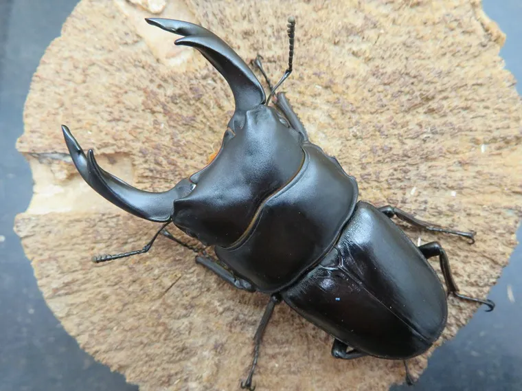 国産オオクワガタ（福岡県久留米）73ミリ