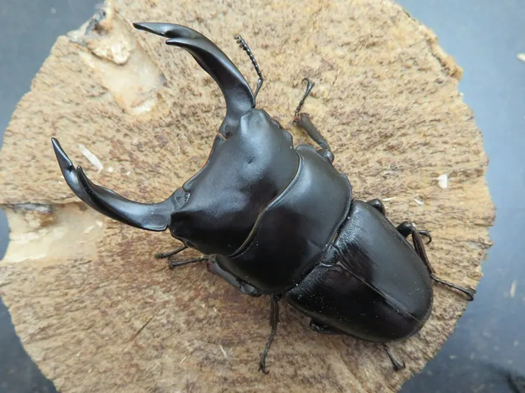 オオクワガタ佐賀県千代田産74ミリペア販売/クワガタ工房 虫吉