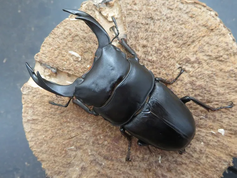 オオクワガタ佐賀県神埼産76ミリペア販売/クワガタ工房 虫吉