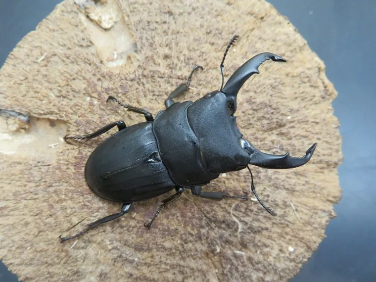 スジブトヒラタクワガタ（徳之島）56ミリ