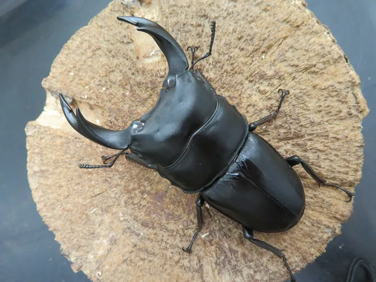 国産オオクワガタ（福岡県城島産）72ミリペアの販売/クワガタ工房 虫吉