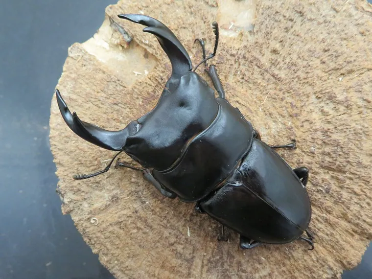 国産オオクワガタ（佐賀県千代田）72ミリ