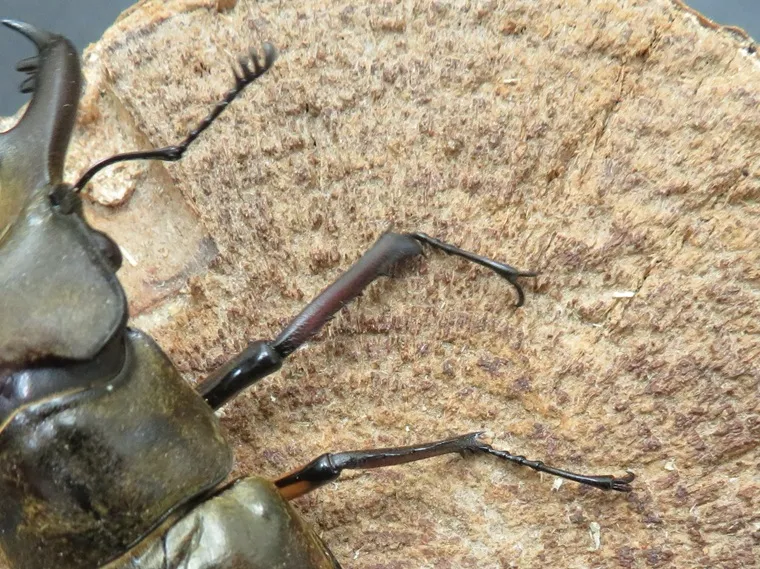 ミヤマクワガタ（宮崎県日南市）74ミリの訳あり箇所の拡大画像