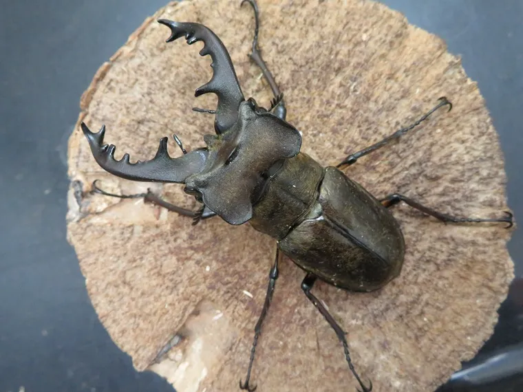 国産ミヤマクワガタ（宮崎県産）76ミリペアの販売/クワガタ工房 虫吉