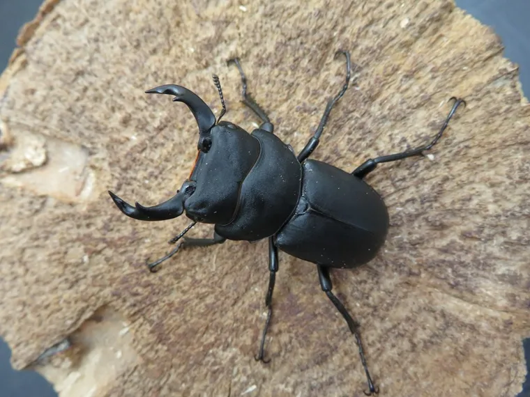 天然キュウシュウヒメオオクワガタ(熊本県産)超特大45ミリペア 天然キュウシュウヒメオオクワガタ(熊本県産)超特大45ミリペア