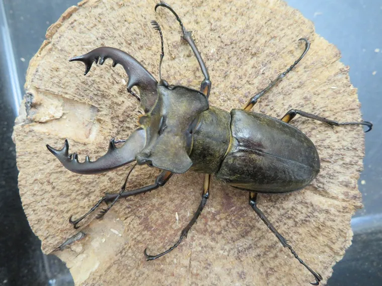ミヤマクワガタ(宮崎県日南)72ミリ