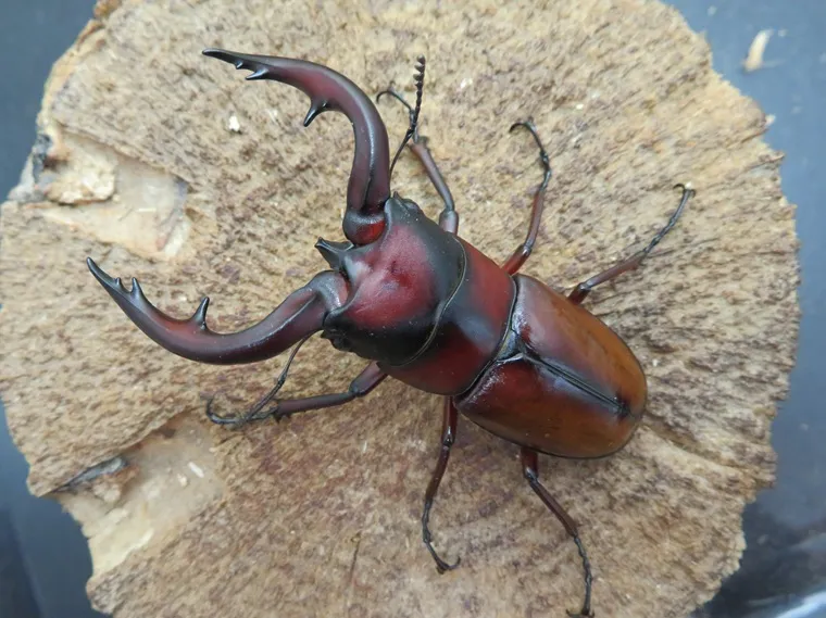 トカラノコギリクワガタ(中之島)66ミリ