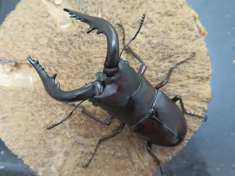 ヤクシマノコギリクワガタ73ミリ