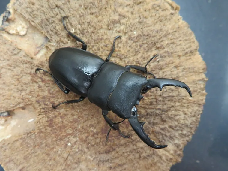 国産ヒラタクワガタ（熊本県益城）55ミリ