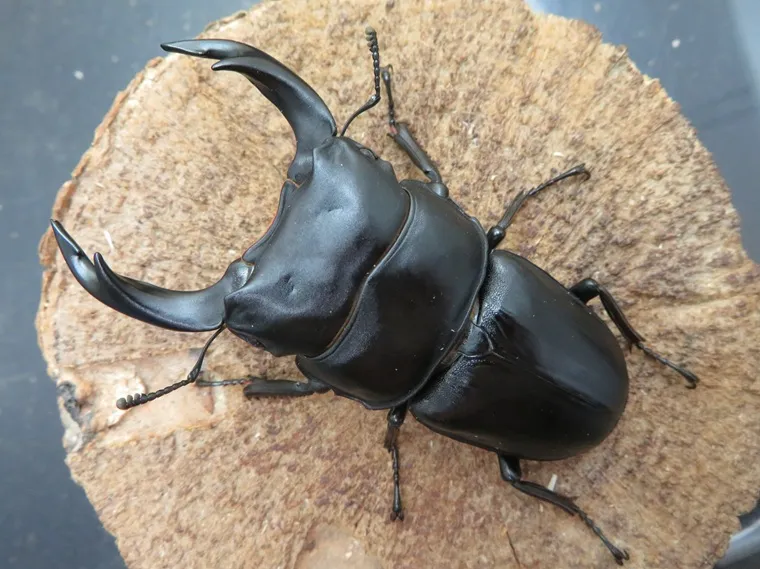 国産オオクワガタ（福岡県城島）75ミリ